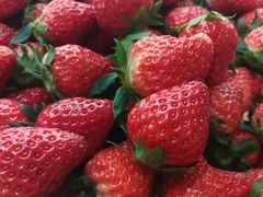 -胜丰草莓采摘园