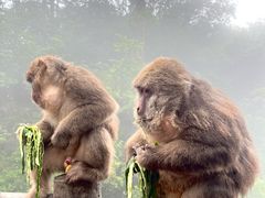 -峨眉山风景名胜区