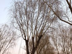 -莲花池公园