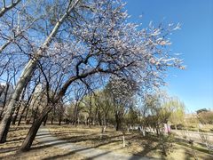 -元大都城垣遗址公园