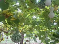 -白鹿原葡萄主题公园