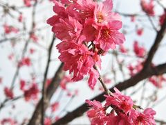 -天适樱花悠乐园
