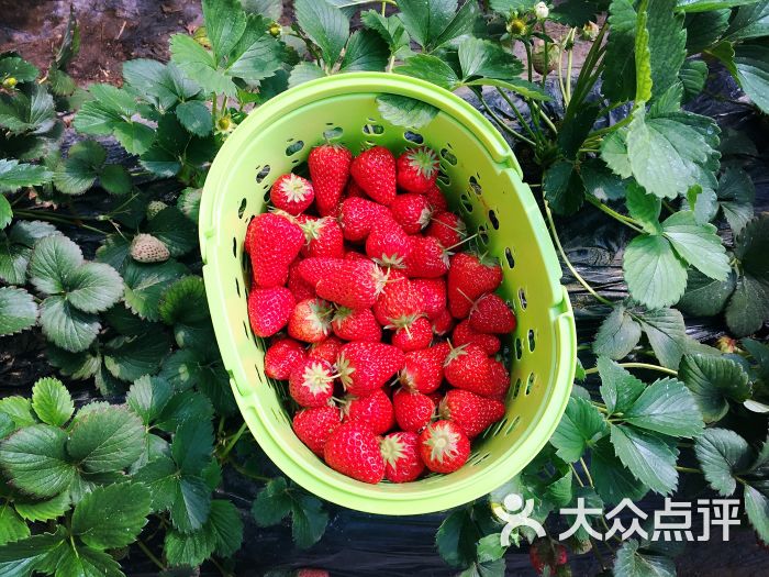 旺旺草莓采摘园图片 - 第2张