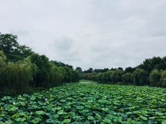 -日照海滨国家森林公园