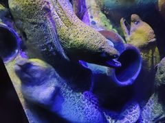 -太平洋海底世界