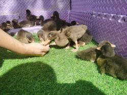 -萌宠亲子动物乐园(槐房万达店)