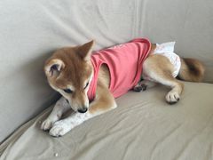 -怪兽屋·羊驼·猫咖·狗咖(俊华广场店)