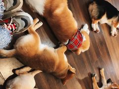 -柯斗斗主题餐厅·狗咖·围炉煮茶·茶饮(国瑞升平里店)