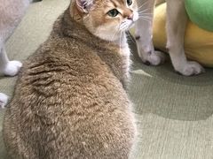 -逗柴咖啡屋·狗咖猫咖宠物桌游