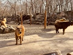 -北京野生动物园