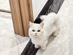 -有猫儿腻咖啡厅.猫咖