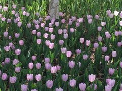 -长春公园(普阳街道)