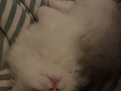 -飞行喵MR PILOT|猫舍·猫咖(静安大融城店)
