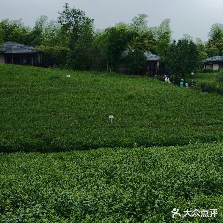 杭州周边｜藏于百亩茶田和竹林里的仙境之地！