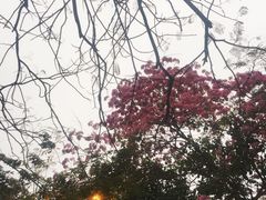 -香港大学