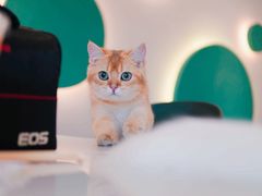 -飞行喵MR PILOT|猫舍·猫咖(静安大融城店)
