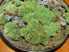 -觀芷隐轩