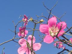 -广州国际生物岛