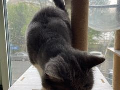 -有猫儿腻咖啡厅.猫咖