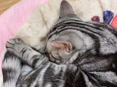 -猫和宫(六道口店)