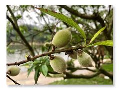 -南国桃园旅游度假区