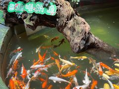 -正佳雨林生态植物园
