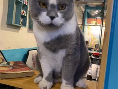 -猫小院猫主题咖啡厅(北锣店)