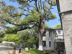 -江心屿景区