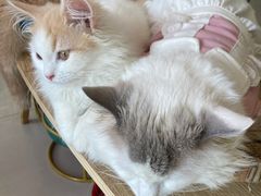 -平行世界·猫咖(首经贸店)