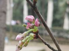 -武汉大学-樱园