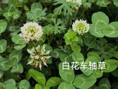 -洋湖国家湿地公园