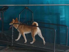 -柴犬高等学院·狗咖·柴犬售卖·宠物训练