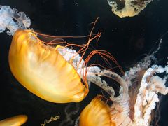 -鹿儿岛水族馆
