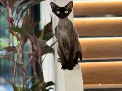 -琪喵猫屋·撸猫猫咖·猫舍