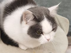 -猫力发电所·宠物专门店