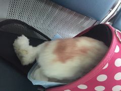 -北京观赏动物医院·24小时大型综合·猫专科·异宠专科