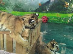 -栾川竹海野生动物园