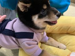 -逗柴咖啡屋·狗咖猫咖宠物桌游