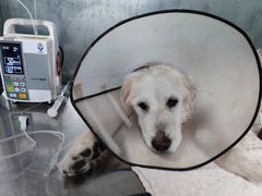 -北京赛佳动物医院