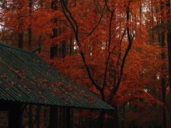 -上海共青森林公园