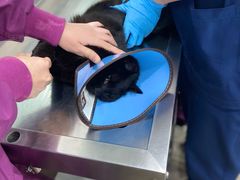 -暖阳宠物医院·犬猫康复中心·骨科