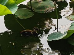 -北陵公园