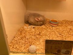 -龙猫仔乐园(惠福东路店)