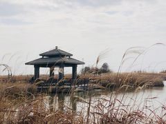 -宁波杭州湾国家湿地公园