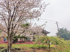 -武汉大学-樱园