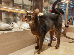 -米乐乖乖猫咪咖啡馆·猫咖(深圳湾后海汇店)