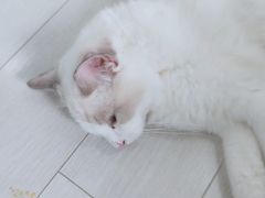 -喵的天空名猫咖啡馆·撸猫·猫舍·用品