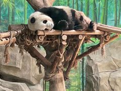 -灵玲国际马戏城