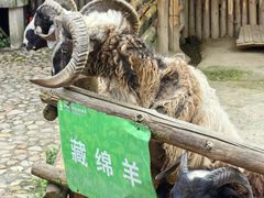 -泉州海丝野生动物世界