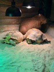 -Zoolung Zoolung动物主题公园(海信广场店)